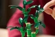 Конструктор LEGO Botanicals Бамбук счастья 325 деталей (10344) - изображение 9