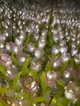 Нічник Нескінченні тюльпани в кубі 3D LED збири сам рожевий 10 см - зображення 5