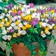 Цибулини Яскрава Крокус Ботанічний суміш (5 шт) (33538) (5шт) - зображення 1