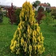 Саженцы Яскрава Туя Yellow Ribbon (Еллоу Риббон) контейнер 0.5 л (41154) - изображение 1