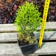 Саджанці Яскрава Туя західна Waterfield (Вотерфілд) контейнер 0.5 л (46119) - зображення 4