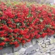 Саженцы Яскрава Пираканта Ventoux Red контейнер 0.5 л (58341) - изображение 2