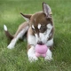 Игрушка-конг Kong Puppy для щенков L - изображение 4