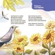 4MAMAS Книга "Віршенята-загадки для малят" Ю.Пеліхова - изображение 4