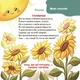 4MAMAS Книга "Віршенята-загадки для малят" Ю.Пеліхова - изображение 10