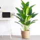 Декоративна штучна квітка - стреліція Planta Strelitzia тропічна рослина для декору дому / саду / офісу, 18 листків, 80 см, зелена "P" (98023103) - зображення 6
