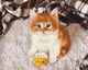Картина за номерами Игривый котенок 40 х 50 Brushme BS52620 - изображение 1