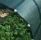 Сітка затіняюча Growtex садова поліетиленова з УФ-стабілізатором для захисту від сонця 85% 3 х 50 м Зелений (17-1694089161) - зображення 4