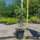 Саженцы Ели колючей голубой Кейбаб (Picea pungens Glauca Kaibab) 3-х летняя С3 - изображение 2