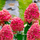 Саджанці Гортензії волотиста Мэджикал Файр (Hydrangea paniculata Magical Fire) Р9 - зображення 2