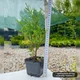 Саженцы Туи западной Колумбия (Thuja occidentalis Columbia) Р9 - изображение 2