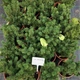 Саженцы Ели канадской Коника (Picea glauca Conica) - 3-х летняя С3 - изображение 3