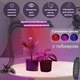 Фитолампа для растений двойная светодиодная LED с таймером 10Вт, настольная лампа для роста и цветения комнатных и тепличных растений на 2 ветки с клипсой-зажимом и USB питанием, красный, синий, фиолетовый свет Черная LP-417 - изображение 2