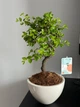 Бонсай В'яз китайський дрібнолистий Bonsai h 35 см - изображение 2