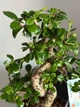 Бонсай Кармона "Сarmona macrophila" h 35 см - зображення 2
