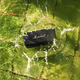 Портативна колонка Marshall Emberton II 2 Black and Brass (1006234) - изображение 2