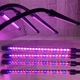 Фітолампа для росту рослин LED фіто лампа ультрафіолетова на прищіпці для вирощування кімнатних квітів розсади орхідей на 4 лампи - зображення 7