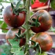 Семена Томат Вернисаж, 0,1 г (GL Seeds) - изображение 2