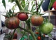 Семена Томат Вернисаж, 0,1 г (GL Seeds) - изображение 3