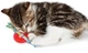 Іграшка для котів Petstages Колесо Червоний - зображення 2