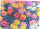 Папка для документів Paperblanks Monet’s Chrysanthemums A4 (9781439797631) - зображення 3