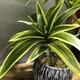 Декоративна штучна квітка - драцена Dracaena тропічна пальма - рослина для декору будинку / саду / офісу, 3 гілки, 36 см, зелена (99938310) - зображення 2