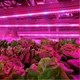 Светодиодная фитолента для комнатных растений от USB Полный спектр от GrowLight 3 метра - изображение 5
