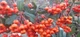 Пираканта Оранж Глоу / Pyracantha Orange Glow 2л. 2,5-років. - изображение 2