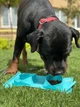 Складана миска WAUDOG Silicone, блакитна, 385х230х50 мм (50802) - зображення 8