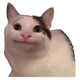 Наклейка без фону на авто, мото, Кіт мем дивиться memes cat. Стікер вологостійкий 7х7см - изображение 1