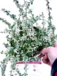 Бересклет Форчуна Euonymus Fortunei Silver Carpet, горшик ⌀ 13 - изображение 1