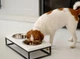 Миски на підставці Harley and Cho Lunch Bar White wood + Black S 36x18x7cm / Миски по 0,45л Білий + чорний (HC-003300060) - зображення 3