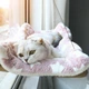 Гамак лежанка на окно для кота 35 х 55 см на присосках Hammock Сat бежевый (GS-176909) - изображение 6