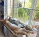 Лежанка для кошек оконный гамак с присосками на окно Sunny Seat Mounted Cat Bed до 22 кг Лёгкая Бежевая (3026) - изображение 4