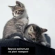 Защитная дряпка для кота Miao самоклеящийся разрезной коврик - когтеточка на диван / ножку стола / пол, 40х100 см, черный (101334314) - изображение 4