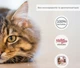 Упаковка консерв для стерилізованих котів Morando Migliorgatto Sterilized з лососем та рисом 100 г x 4 шт (8007520414540) - зображення 5