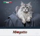 Упаковка монопротеїнового беззернового вологого корму для котів Morando MioGatto Sensitive Monoprotein індичка 85 г х 6 шт (00834261) - зображення 7