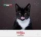 Сухой корм для стерилизованных кошек Migliorgatto Sterilized с говядиной 400 г (8007520014854) - изображение 6