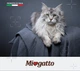 Сухой корм для стерилизованных кошек Morando Miogatto Sterilised со свежей курицей 10 кг (8007520086127) - изображение 7