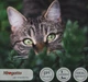 Упаковка сухого корму для стерилізованих кішок Morando Miogatto Sterilised зі свіжою куркою 400 г х 2 шт (2007520860529) - зображення 3