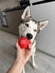 Игрушка для собак WAUDOG Fun Red Ball (6001) - изображение 7
