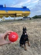 Игрушка для собак WAUDOG Fun Red Ball (6001) - изображение 8