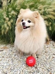 Игрушка для собак WAUDOG Fun Red Ball (6001) - изображение 11