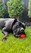 Игрушка для собак WAUDOG Fun Red Ball (6001) - изображение 12