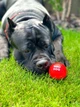 Игрушка для собак WAUDOG Fun Red Ball (6001) - изображение 13