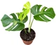 Монстера Deliciosa Aurea Variegata, горщик ⌀17, висота 50-60см - зображення 2