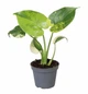 Монстера Deliciosa Aurea Variegata, горщик ⌀6, висота 20-25см - зображення 1