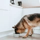 Миска для собак Hunter Bowl Ceramic Eiby Grey 1100 мл (4016739686589) - зображення 6