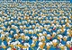 Пазл Clementoni Donald Duck Дональд Дак 1000 шт. (39926) - зображення 2