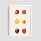Постер Roomy "Apple Collection" Без рамки A3 (42x29.7 cm) - изображение 2